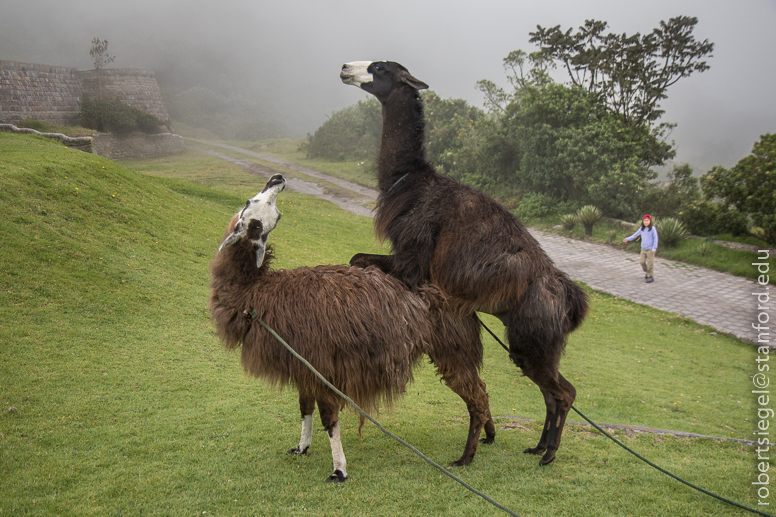 quito